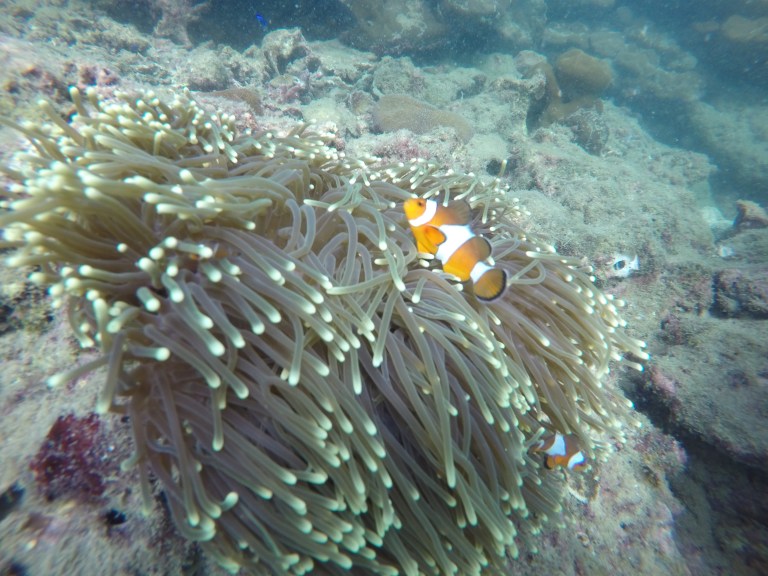 DCIM100GOPROGOPR3298.